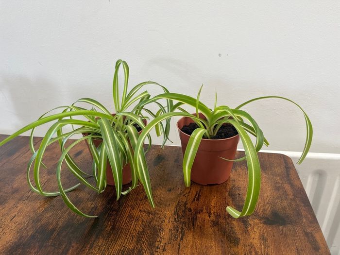 Small curly leaf spider plant house plant
