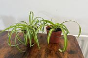 Small curly leaf spider plant house plant