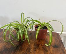 Small curly leaf spider plant house plant