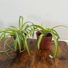 Small curly leaf spider plant house plant