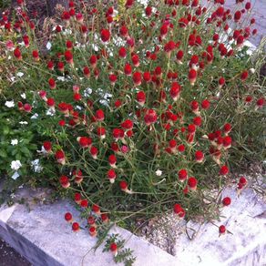 (G) Gomphrena Haageana Strawberry Fields seeds 0.5g (600793)