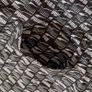 shorts men XXL Image 6