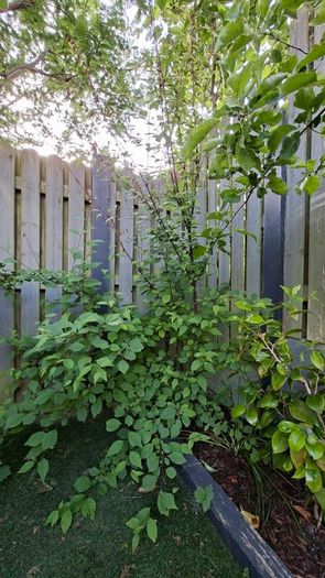 Free Trees / Shrubs
