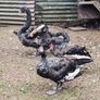 Black swans Image 6