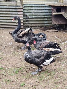 Black swans