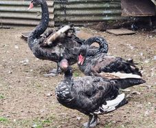 Black swans