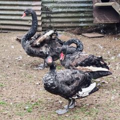 Black swans