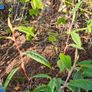 Evergreen Shrubs, Garden Plants Image 7