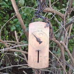 Salter Mid Century Trade Spring Balance