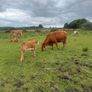 4x Suckler Cows & 3x Charley Heifer & 1 Bull Calf Image 5