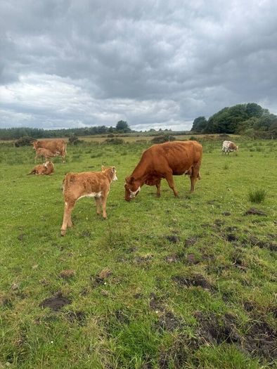4x Suckler Cows & 3x Charley Heifer & 1 Bull Calf