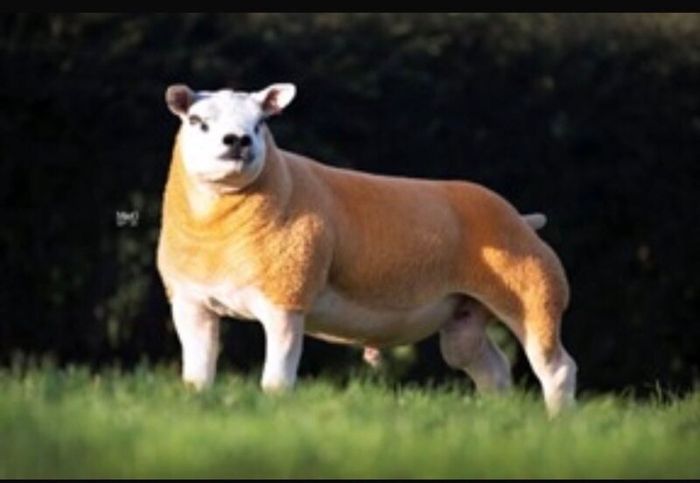 PB Texel Ram Lambs