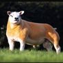 PB Texel Ram Lambs Image 5