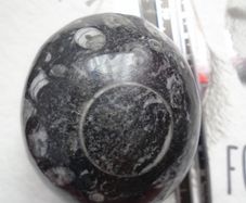 Orthoceras,Fossils,Crystals,