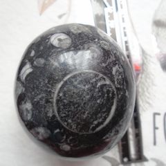 Orthoceras,Fossils,Crystals,