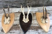 vintage skull
