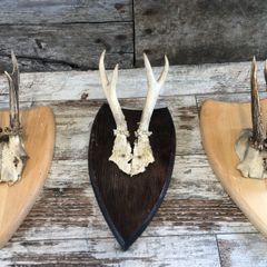 vintage skull