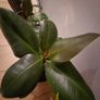 Indoor plants Image 3