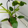 Philodendron Jose Bueno Plant Image 3