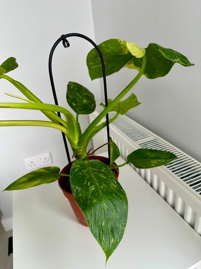 Philodendron Jose Bueno Plant