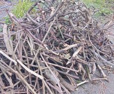 Free firewood