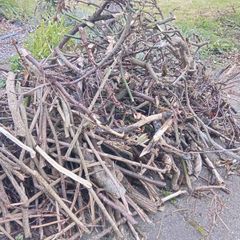 Free firewood