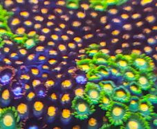 Orange zoa