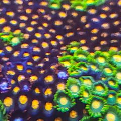 Orange zoa