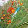 Crocosmia Image 3