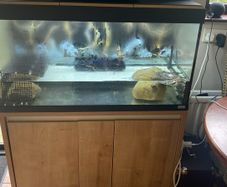 fish tank