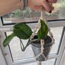 Beautiful hanging plant including pot and hanging basket Image 2