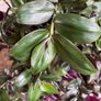 Plant -Tradescantia Zebrina Flame Dance Image 5