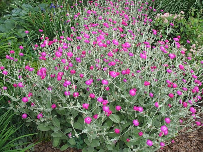 Offshoots, Divisions and Seedlings