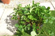 strawberry plant