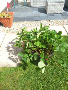 strawberry plant