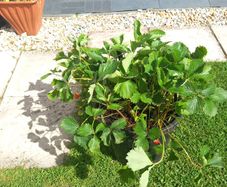 strawberry plant