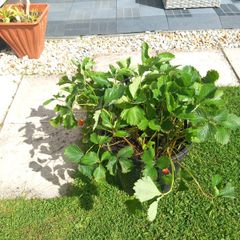 strawberry plant