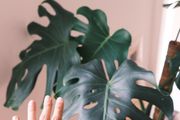 Mature Monstera Deliciosa with Large Fenestrations