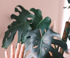 Mature Monstera Deliciosa with Large Fenestrations