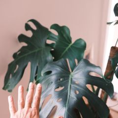Mature Monstera Deliciosa with Large Fenestrations