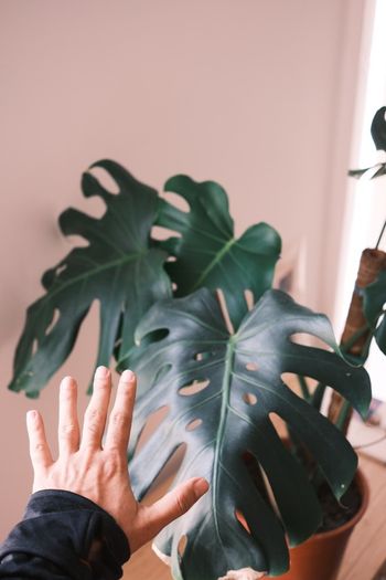 Mature Monstera Deliciosa with Large Fenestrations