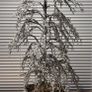 Tabletop Artificial Frostbite Christmas Tree in Wooden Planter. Image 3