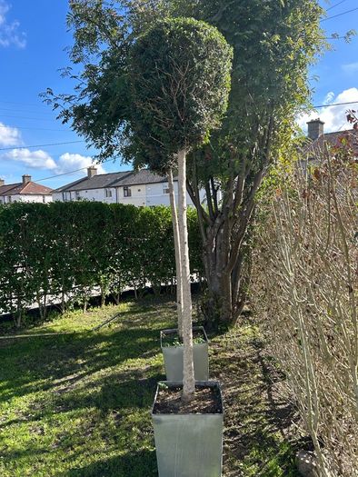 lollipop trees