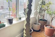 Euphorbia ingens variegata