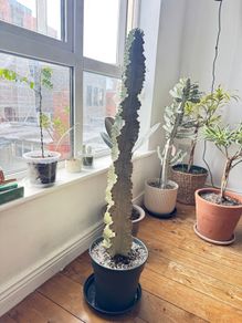 Euphorbia ingens variegata