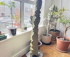 Euphorbia ingens variegata