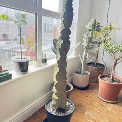 Euphorbia ingens variegata