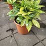 Aucuba Japonica Image 4