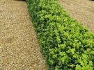 Box Hedge Treatment Image 5