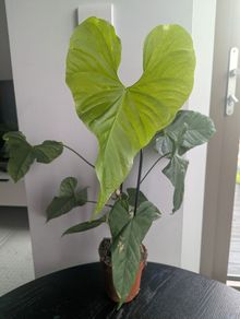 Anthurium Balaoanum Plant